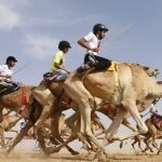 مراهنة سباق الهجن